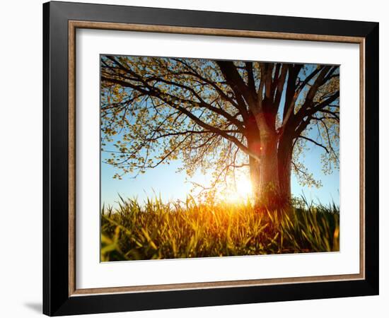Spring Tree in a Meadow with Grass at Sunset-Dudarev Mikhail-Framed Photographic Print