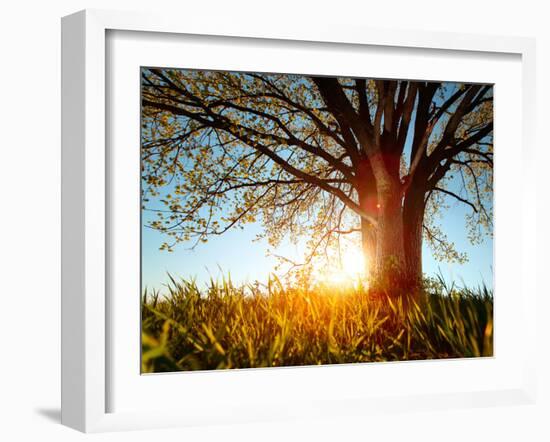 Spring Tree in a Meadow with Grass at Sunset-Dudarev Mikhail-Framed Photographic Print