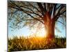 Spring Tree in a Meadow with Grass at Sunset-Dudarev Mikhail-Mounted Photographic Print