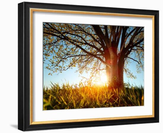 Spring Tree in a Meadow with Grass at Sunset-Dudarev Mikhail-Framed Photographic Print