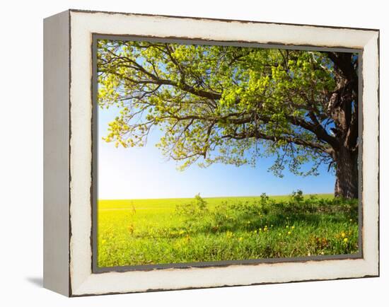 Spring Tree with Fresh Green Leaves on a Blooming Meadow-Dudarev Mikhail-Framed Premier Image Canvas