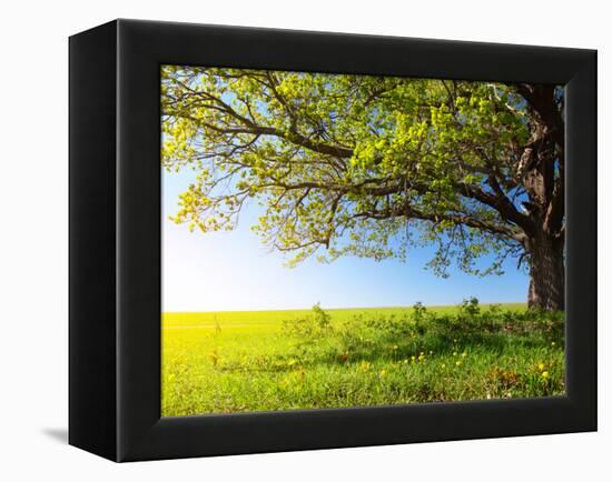 Spring Tree with Fresh Green Leaves on a Blooming Meadow-Dudarev Mikhail-Framed Premier Image Canvas