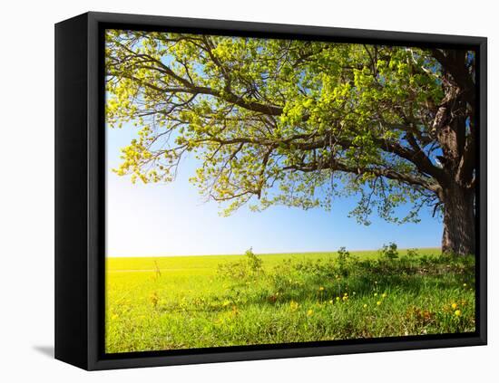 Spring Tree with Fresh Green Leaves on a Blooming Meadow-Dudarev Mikhail-Framed Premier Image Canvas