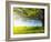 Spring Tree with Fresh Green Leaves on a Blooming Meadow-Dudarev Mikhail-Framed Photographic Print