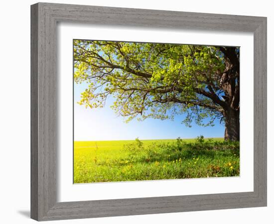 Spring Tree with Fresh Green Leaves on a Blooming Meadow-Dudarev Mikhail-Framed Photographic Print