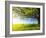 Spring Tree with Fresh Green Leaves on a Blooming Meadow-Dudarev Mikhail-Framed Photographic Print