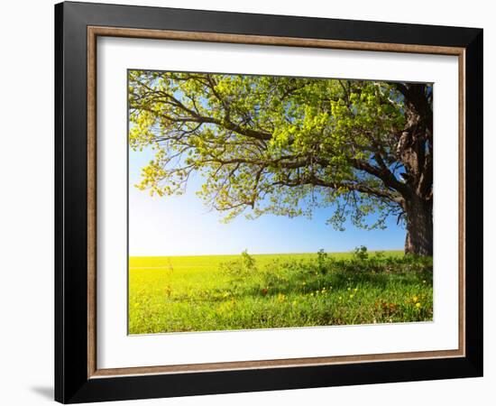 Spring Tree with Fresh Green Leaves on a Blooming Meadow-Dudarev Mikhail-Framed Photographic Print