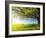 Spring Tree with Fresh Green Leaves on a Blooming Meadow-Dudarev Mikhail-Framed Photographic Print