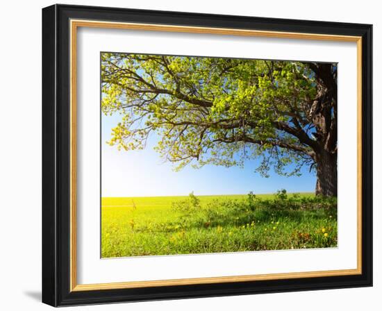 Spring Tree with Fresh Green Leaves on a Blooming Meadow-Dudarev Mikhail-Framed Photographic Print