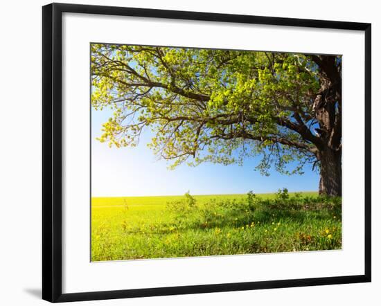 Spring Tree with Fresh Green Leaves on a Blooming Meadow-Dudarev Mikhail-Framed Photographic Print