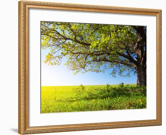 Spring Tree with Fresh Green Leaves on a Blooming Meadow-Dudarev Mikhail-Framed Photographic Print