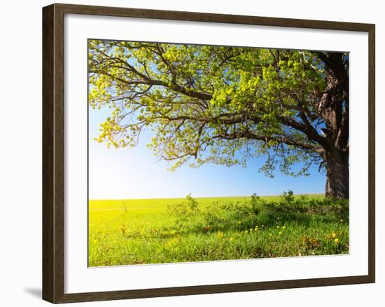 Spring Tree with Fresh Green Leaves on a Blooming Meadow-Dudarev Mikhail-Framed Photographic Print