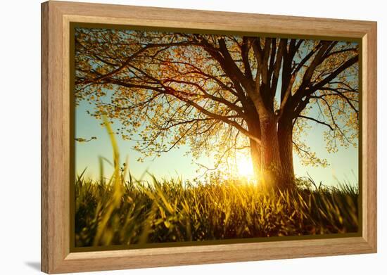 Spring Tree with Fresh Leaves on a Meadow at Sunset-Dudarev Mikhail-Framed Premier Image Canvas