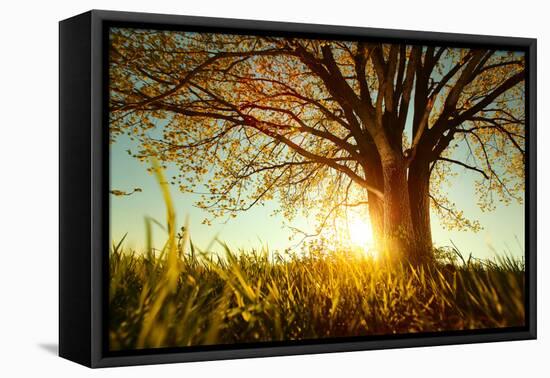 Spring Tree with Fresh Leaves on a Meadow at Sunset-Dudarev Mikhail-Framed Premier Image Canvas