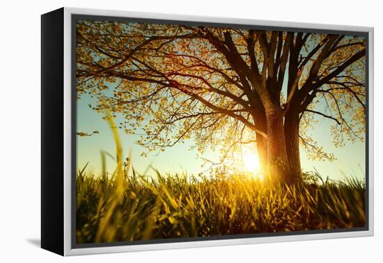 Spring Tree with Fresh Leaves on a Meadow at Sunset-Dudarev Mikhail-Framed Premier Image Canvas