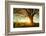 Spring Tree with Fresh Leaves on a Meadow at Sunset-Dudarev Mikhail-Framed Photographic Print