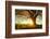 Spring Tree with Fresh Leaves on a Meadow at Sunset-Dudarev Mikhail-Framed Photographic Print