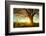 Spring Tree with Fresh Leaves on a Meadow at Sunset-Dudarev Mikhail-Framed Photographic Print