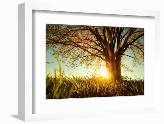 Spring Tree with Fresh Leaves on a Meadow at Sunset-Dudarev Mikhail-Framed Photographic Print