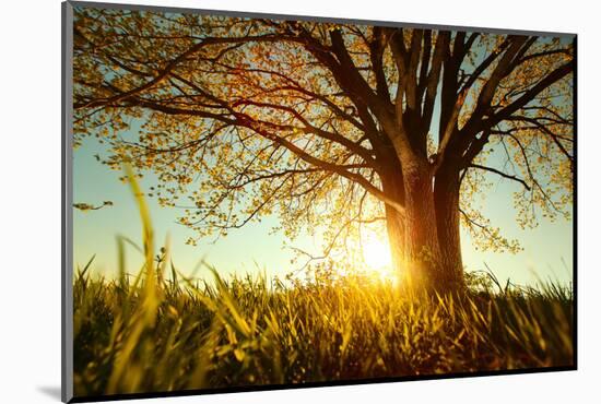 Spring Tree with Fresh Leaves on a Meadow at Sunset-Dudarev Mikhail-Mounted Photographic Print