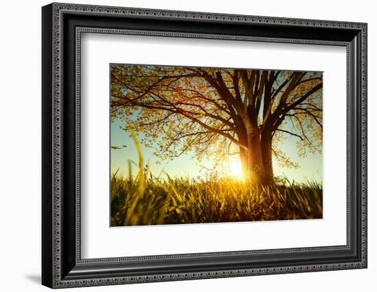 Spring Tree with Fresh Leaves on a Meadow at Sunset-Dudarev Mikhail-Framed Photographic Print