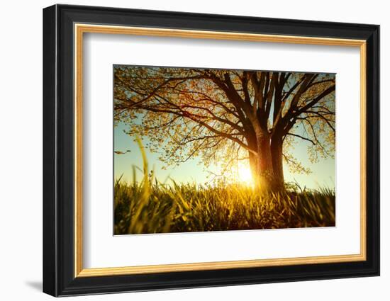 Spring Tree with Fresh Leaves on a Meadow at Sunset-Dudarev Mikhail-Framed Photographic Print