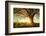 Spring Tree with Fresh Leaves on a Meadow at Sunset-Dudarev Mikhail-Framed Photographic Print