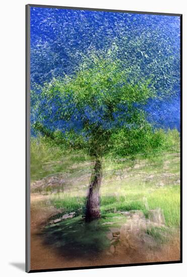 Spring Tree-Ursula Abresch-Mounted Photographic Print