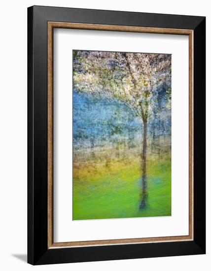 Spring Tree-Ursula Abresch-Framed Photographic Print