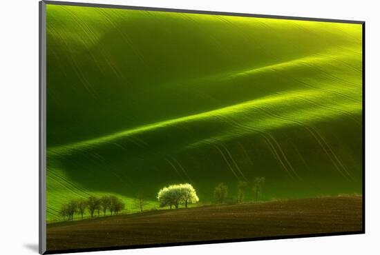 Spring Tree-Marcin Sobas-Mounted Photographic Print