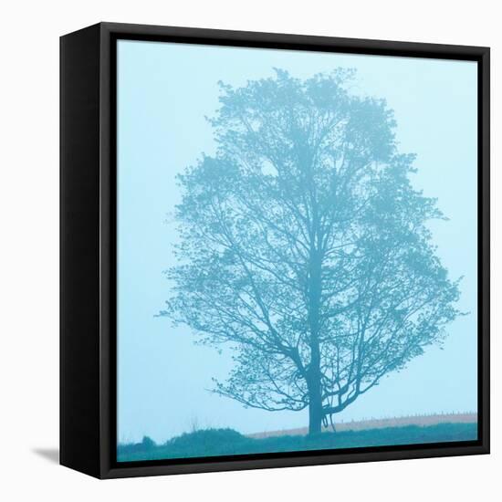 Spring Tree-James McLoughlin-Framed Premier Image Canvas