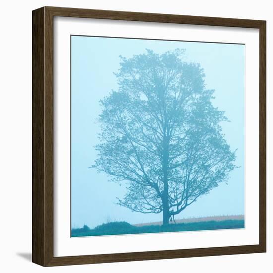 Spring Tree-James McLoughlin-Framed Photographic Print