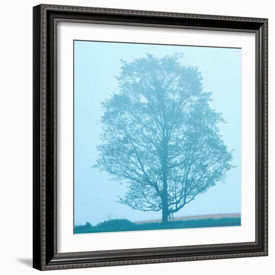 Spring Tree-James McLoughlin-Framed Photographic Print