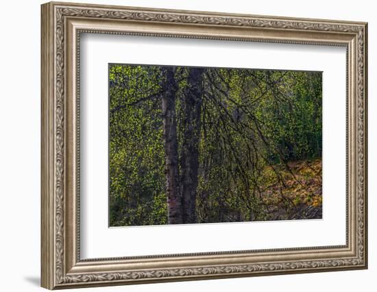 Spring Trees 2-Ursula Abresch-Framed Photographic Print