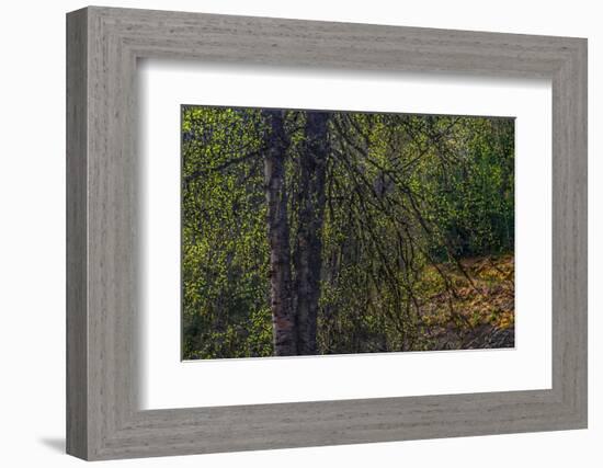 Spring Trees 2-Ursula Abresch-Framed Photographic Print