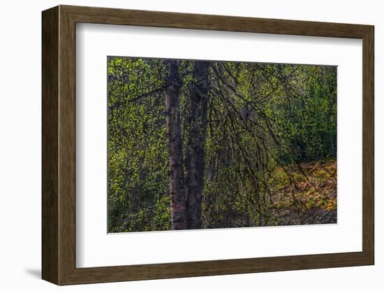 Spring Trees 2-Ursula Abresch-Framed Photographic Print