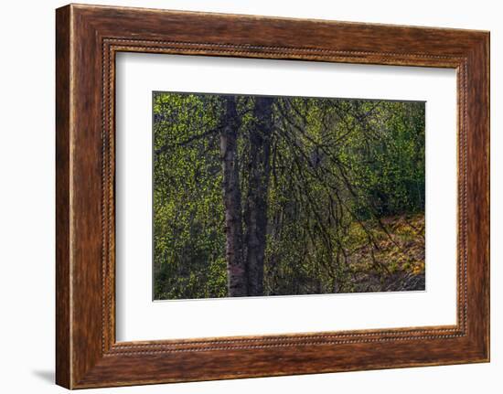 Spring Trees 2-Ursula Abresch-Framed Photographic Print