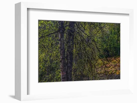 Spring Trees 2-Ursula Abresch-Framed Photographic Print