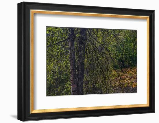 Spring Trees 2-Ursula Abresch-Framed Photographic Print