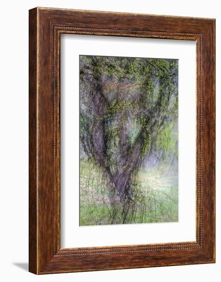 Spring Trees 3-Ursula Abresch-Framed Photographic Print