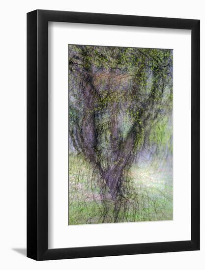 Spring Trees 3-Ursula Abresch-Framed Photographic Print