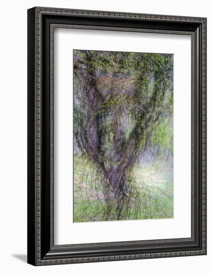 Spring Trees 3-Ursula Abresch-Framed Photographic Print