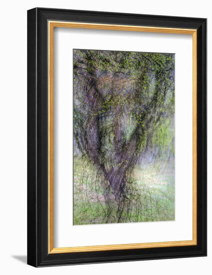 Spring Trees 3-Ursula Abresch-Framed Photographic Print