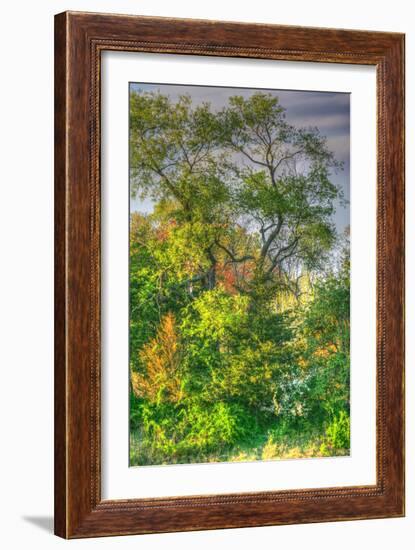 Spring Trees Vertical-Robert Goldwitz-Framed Photographic Print