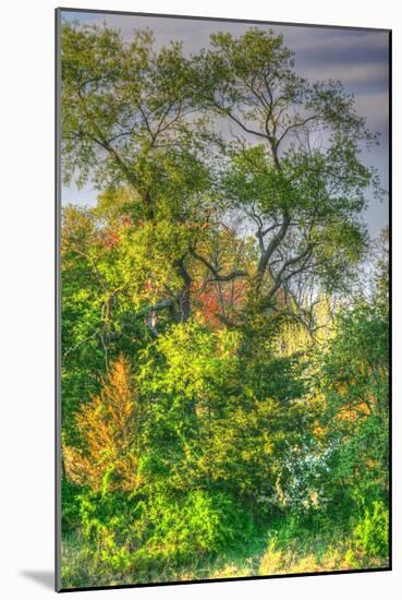 Spring Trees Vertical-Robert Goldwitz-Mounted Photographic Print