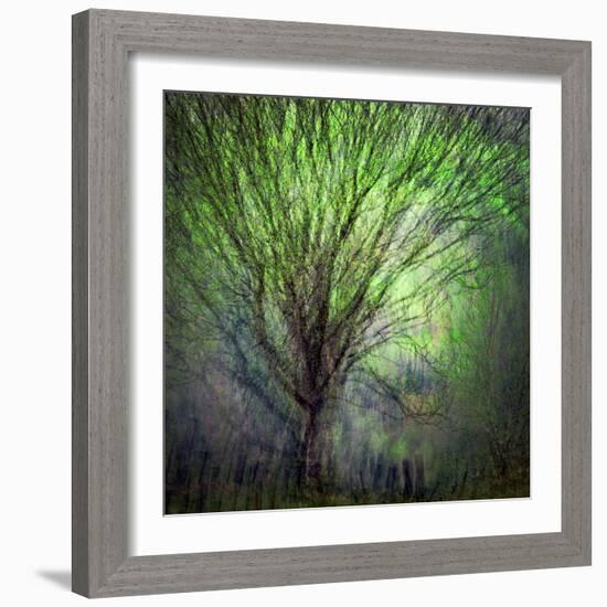 Spring Trees-Ursula Abresch-Framed Photographic Print