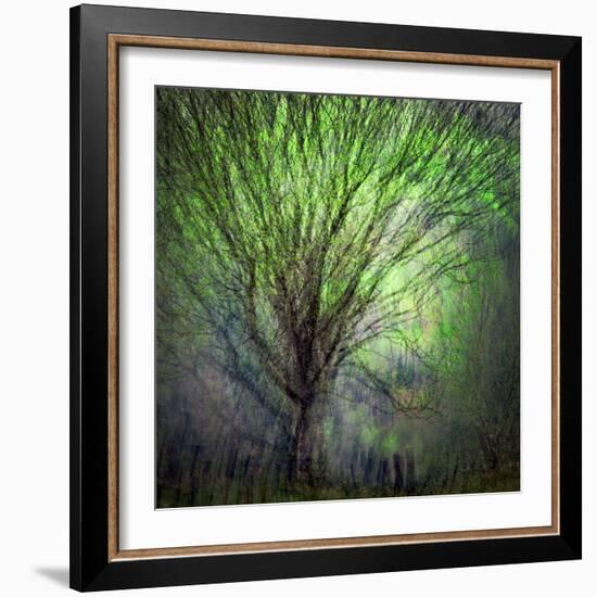 Spring Trees-Ursula Abresch-Framed Photographic Print