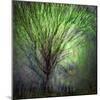 Spring Trees-Ursula Abresch-Mounted Photographic Print