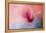 Spring Tulip Magnolia-Jai Johnson-Framed Premier Image Canvas