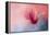 Spring Tulip Magnolia-Jai Johnson-Framed Premier Image Canvas